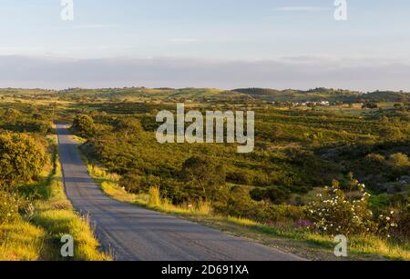 Paysage près de Mertola dans la réserve naturelle Parque Natural do Vale do Guadiana dans l'Europe de l'Alentejo, dans le sud de l'Europe, Portugal, Alentejo Banque D'Images