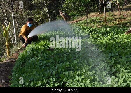 15 octobre 2020, Poonch, Jammu-et-Cachemire, Inde: Un garçon portant un masque de protection eaux plantes dans le district de Mendhar de Poonch à Jammu-et-Cachemire, le mercredi 15 octobre 2020. En raison de l'escalade des cas dans la ville, les gens prennent des précautions conformément aux SOP. (Image de crédit : © Nazim Ali KhanZUMA Wire) Banque D'Images