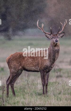 Saison de rutting des cerfs, Richmond Park, Surrey, Angleterre, Royaume-Uni. 15 octobre 2020. Red Deer Stag se tient fièrement dans les averses de pluie à Richmond Park, Surrey, Angleterre, Royaume-Uni crédit: Jeff Gilbert/Alamy Live News Banque D'Images