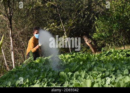 15 octobre 2020, Poonch, Jammu-et-Cachemire, Inde: Un garçon portant un masque de protection eaux plantes dans le district de Mendhar de Poonch à Jammu-et-Cachemire, le mercredi 15 octobre 2020. En raison de l'escalade des cas dans la ville, les gens prennent des précautions conformément aux SOP. (Image de crédit : © Nazim Ali KhanZUMA Wire) Banque D'Images