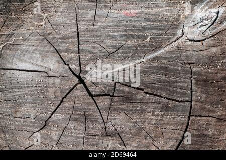 Vieux chêne coupe de la surface près comme fond de texture en bois Banque D'Images