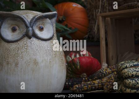 Différentes variétés de courcettes et de citrouilles avec des légumes colorés de chouettes vue de dessus Banque D'Images