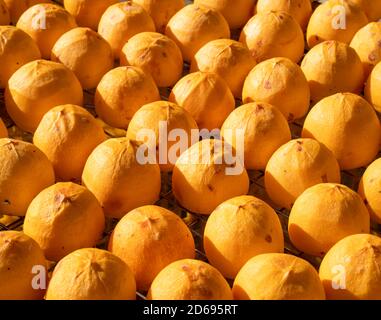 Faire le processus de soleil exposant séchage de persimmon épluché séché dans un tamis, automne préservé concept alimentaire. Banque D'Images