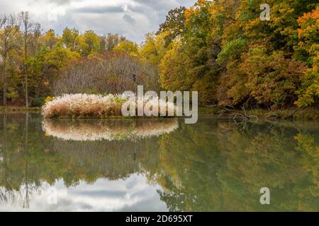 Étang pittoresque avec l'herbe de pampas en automne Banque D'Images