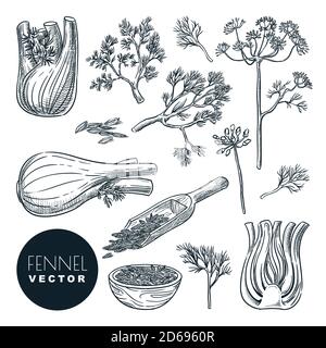 Racine de fenouil, feuilles et graines. Illustration d'esquisse vectorielle dessinée à la main. Herbes d'épices naturelles, ingrédients de cuisine, isolé sur fond blanc. Illustration de Vecteur