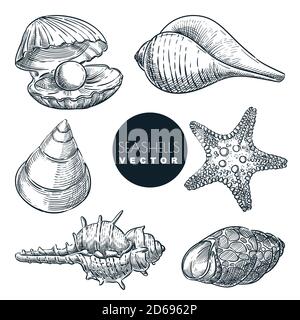 Illustration de l'esquisse vectorielle Seashells. Collection de coques marines dessinées à la main. Éléments de conception de voyage d'été, isolés sur fond blanc. Coques de mer vin Illustration de Vecteur