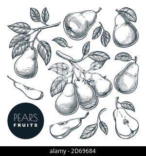 Illustration du vecteur d'esquisse PEARS. Récolte de fruits doux, agriculture de jardin tirée à la main et éléments de conception isolés de ferme. Illustration de Vecteur