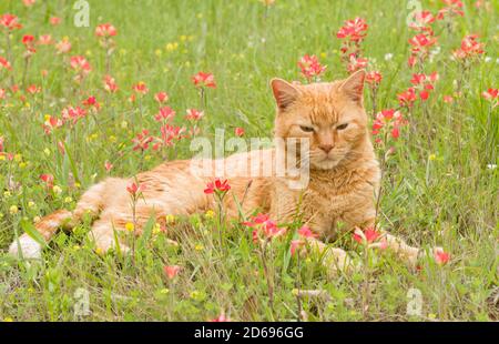 Beau chat de tabby au gingembre reposant dans l'herbe entourée de brillant fleurs sauvages rouges Banque D'Images