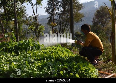 15 octobre 2020, Poonch, Jammu-et-Cachemire, Inde: Un garçon portant un masque de protection eaux plantes dans le district de Mendhar de Poonch à Jammu-et-Cachemire, le mercredi 15 octobre 2020. En raison de l'escalade des cas dans la ville, les gens prennent des précautions conformément aux SOP. (Image de crédit : © Nazim Ali KhanZUMA Wire) Banque D'Images