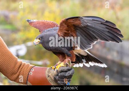 Harris's Hawk sur le bras d'un falconer, rapateur, oiseau de proie, anciennement un faucon à ailes de baie ou un faucon poussiéreux, Angleterre Royaume-Uni. Fauconnerie Banque D'Images