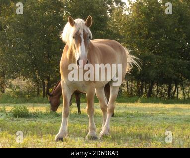Cheval de broutement belge regardant le spectateur dans un pâturage à la lumière du matin, avec un filtre adoucissant Banque D'Images