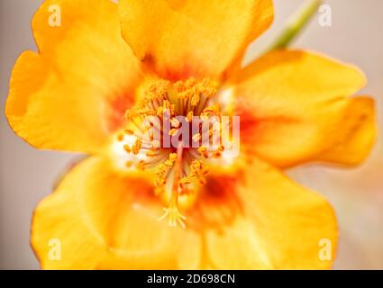 Gros plan d'une fleur de Portulaca Banque D'Images