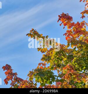 Feuilles d'automne colorées sur un ciel bleu. Feuilles d'érable colorées contre un ciel bleu. Couleurs d'automne. Gros plan d'un érable en automne. Banque D'Images