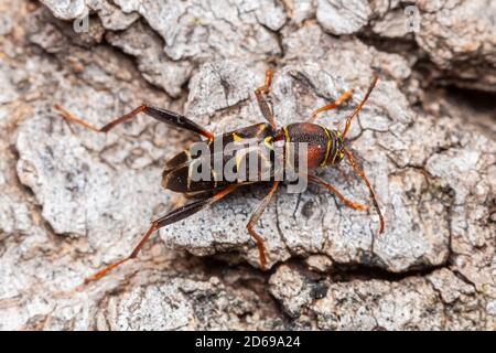 Une femelle de Beetle à longues cornes (Neoclytus mucronatus) a observé une oviposite sur un arbre de Hackberry mort tombé. Banque D'Images