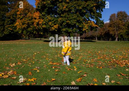 Cardiff, pays de Galles, Royaume-Uni. 14 octobre 2020. Eve Hawkins, 2 personnes, explore les feuilles d'érable déchue dans un parc de Cardiff en tant que spectacle de couleurs automnales. Crédit : Mark Hawkins/Alay Live News Banque D'Images
