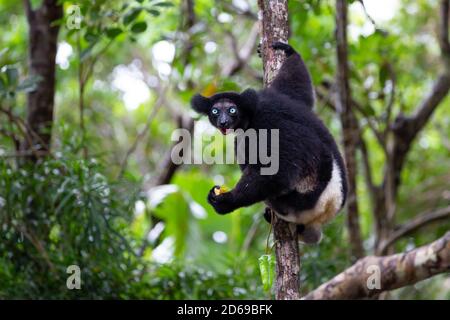 Un lémurien Indri sur l'arbre observe les visiteurs à le parc Banque D'Images