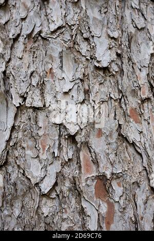 Gros plan sur la branche, les cônes et l'écorce de Pinus strobus Banque D'Images