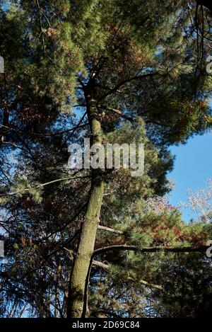 Gros plan sur la branche, les cônes et l'écorce de Pinus strobus Banque D'Images