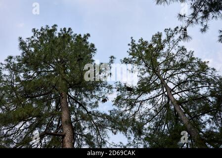 Pinus wallichiana arbres paysage et branche gros plan Banque D'Images