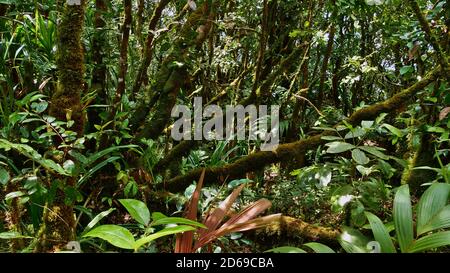 Forêt tropicale dense de couleur verte avec troncs recouverts de mousse d'un arbre et plusieurs plantes tropicales endémiques près du Morne blanc dans le nord de Mahé, Seychelles. Banque D'Images