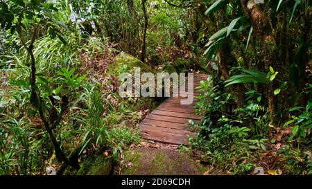 Pont en bois sur un sentier menant à Morne blanc, île de Mahé, Seychelles à travers une forêt tropicale dense. Banque D'Images