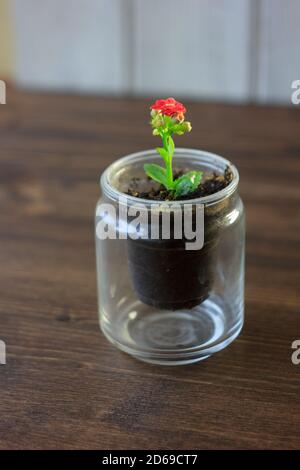 Petite usine de kalianchoe dans un pot transparent. Fleur de Kalanchoe rouge. Banque D'Images