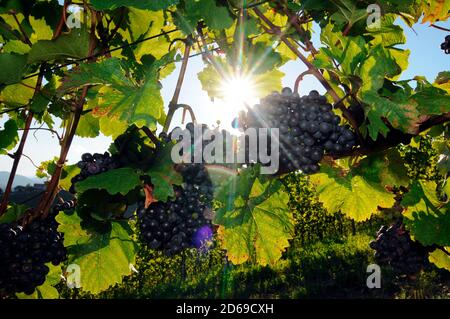 soleil brillant sur les raisins de vigne et de vin rouge dans le vignoble Banque D'Images