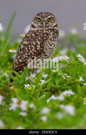 Chevêche des terriers à Cape Coral, Floride. Athene cunicularia,Nest dans les terriers souterrains. Banque D'Images