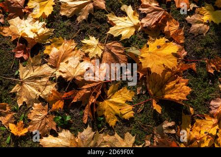 Chute automne feuilles d'érable naturel coloré fond Banque D'Images