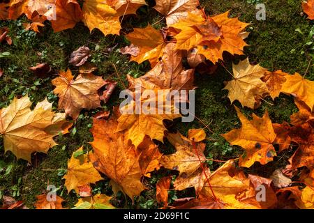 Chute automne feuilles d'érable naturel coloré fond Banque D'Images