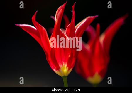 Tulipe à fleurs Lily, rétro-éclairée « Alladin » Banque D'Images
