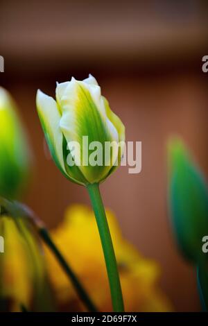 Tulipe, crème avec vert flush. Banque D'Images