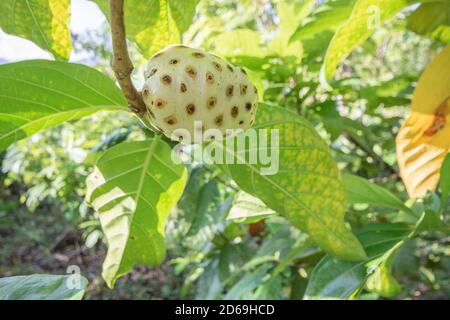Fruit sur l'arbre Noni (Morinda citrifolia) - il a une forte odeur pas-si-agréable et est vu croissant ici au Pérou. Banque D'Images
