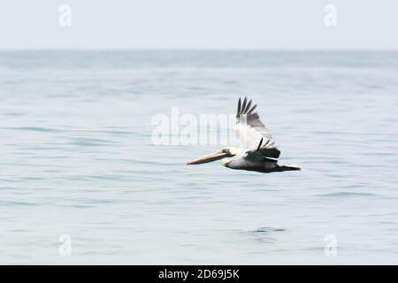 Pelican en vol bas au-dessus de la mer dans le nord du Pérou Banque D'Images