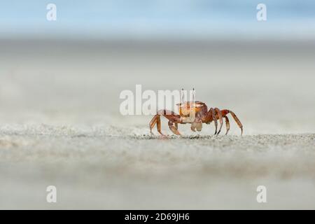 Le crabe fantôme peint (Ocypode gaudichaudii), trouvé sur les plages du nord du Pérou, creuse des trous dans la plage et les retraites dans ces comme approche de menaces. Banque D'Images