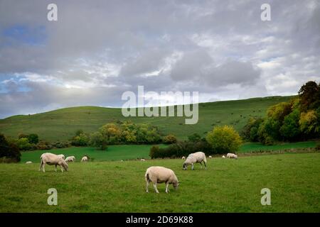 Moutons broutant au fond de l'âge de fer de Hambledon Hill fort Dorset Banque D'Images