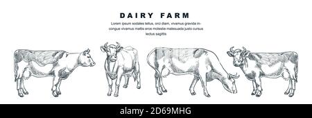 Vache dans différentes poses, illustration d'esquisse vectorielle. Animaux de ferme animaux dessinés à la main ensemble d'éléments de conception. Illustration de Vecteur