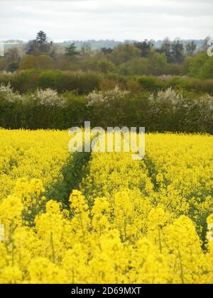 Colza jaune vif « Fields of Gold ». Production d'huile de colza. Avril 2016 Banque D'Images