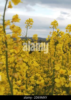 Colza jaune vif « Fields of Gold ». Production d'huile de colza. Avril 2016 Banque D'Images