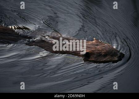 Beaver nageant dans la rivière de près Banque D'Images