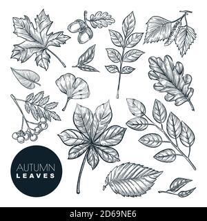 Plantes et feuilles de la forêt d'automne, isolées sur fond blanc. Illustration d'esquisse vectorielle dessinée à la main. Éléments de conception de la nature d'automne. Illustration de Vecteur