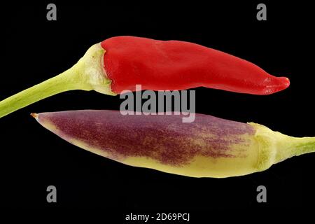 Capsicum annuum, piment, Pfeffer espagnol, gros plan, fruits Banque D'Images