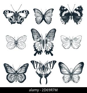 Ensemble papillons. Illustration d'esquisse vectorielle dessinée à la main. Collection créative d'insectes d'été ou de printemps isolée sur fond blanc. Illustration de Vecteur