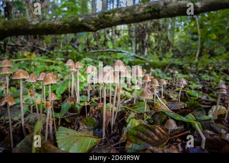 Groupe de petits tabourets de crapaud avec une calotte en forme de cône poussant en sous-croissance, Winkworth Arboretum près de Godalming, Surrey, au sud-est de l'Angleterre, en automne Banque D'Images