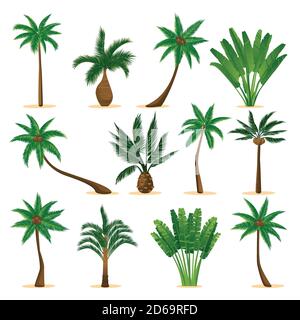 Ensemble de palmiers à noix de coco tropicaux, isolés sur fond blanc. Illustration de dessin animé à plan vectoriel. Plantes de la jungle et éléments de motif floral d'été. Illustration de Vecteur