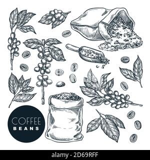 Récolte de café cru. Illustration d'esquisse vectorielle dessinée à la main. Baies de café sur branche et haricots en sac, isolées sur fond blanc. Menu café, étiquettes ou Illustration de Vecteur