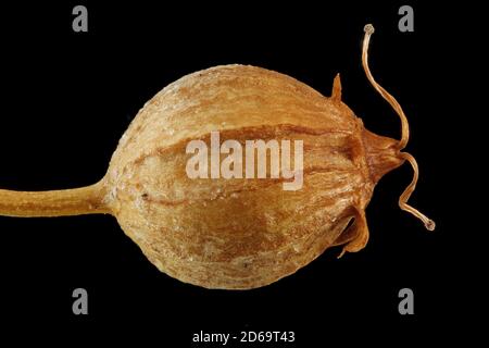 Coriandrum sativum, Coriander, Koriander, gros plan, graines (fruits) Banque D'Images