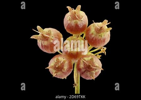 Coriandrum sativum, Coriander, Koriander, gros plan, graines (fruits), ombel Banque D'Images