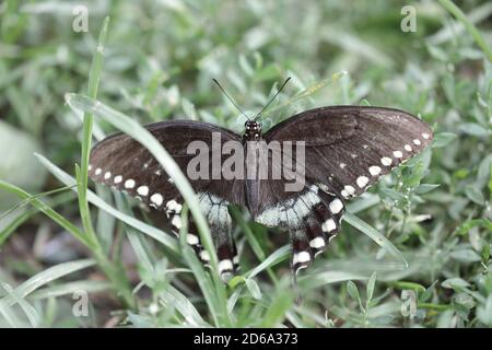 Vue de dessus du papillon à queue de cyprin (Papilio troilus) Sur l'herbe d'une forêt en Amérique du Nord