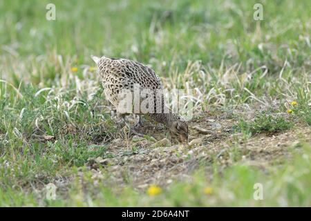 La marche et le bernachement de Pheasant pour la nourriture dans l'herbe pendant le printemps ensoleillé Banque D'Images
